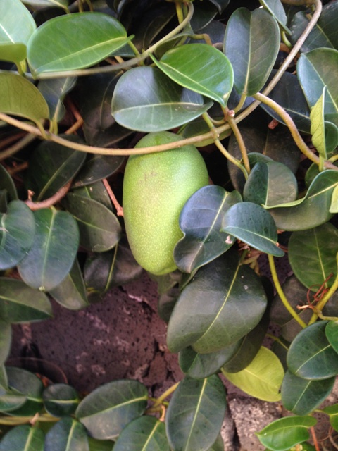 [Foto de planta, jardin, jardineria]