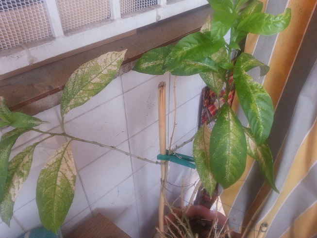 [Foto de planta, jardin, jardineria]