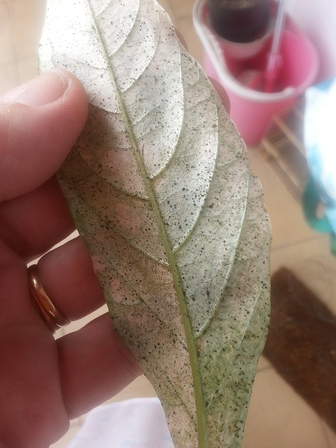 Dama de noche o galán de noche (Cestrum nocturnum)