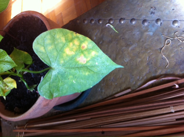 [Foto de planta, jardin, jardineria]