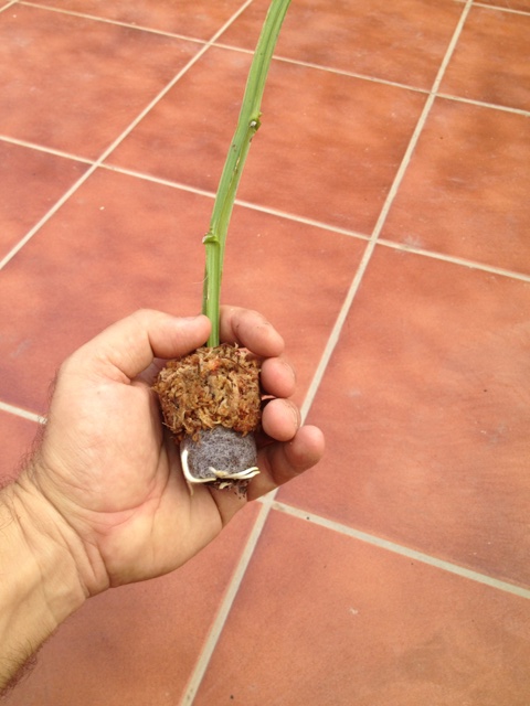 [Foto de planta, jardin, jardineria]