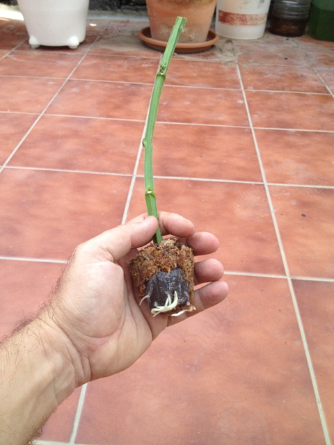 [Foto de planta, jardin, jardineria]