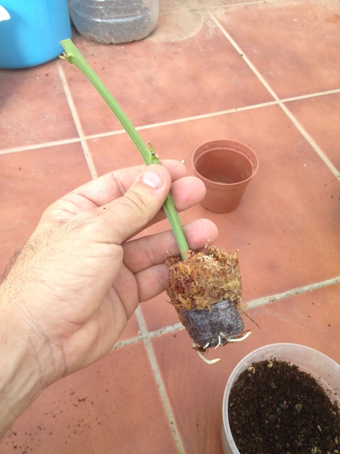 [Foto de planta, jardin, jardineria]