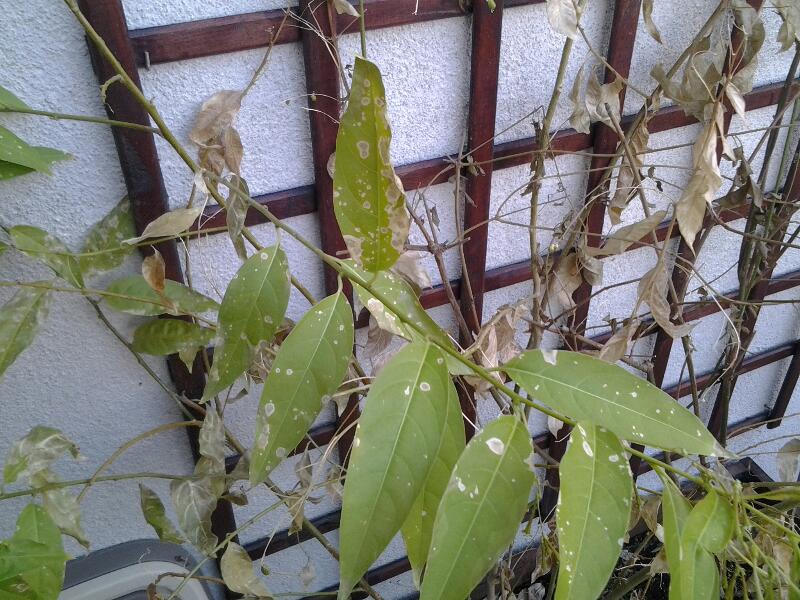 [Foto de planta, jardin, jardineria]