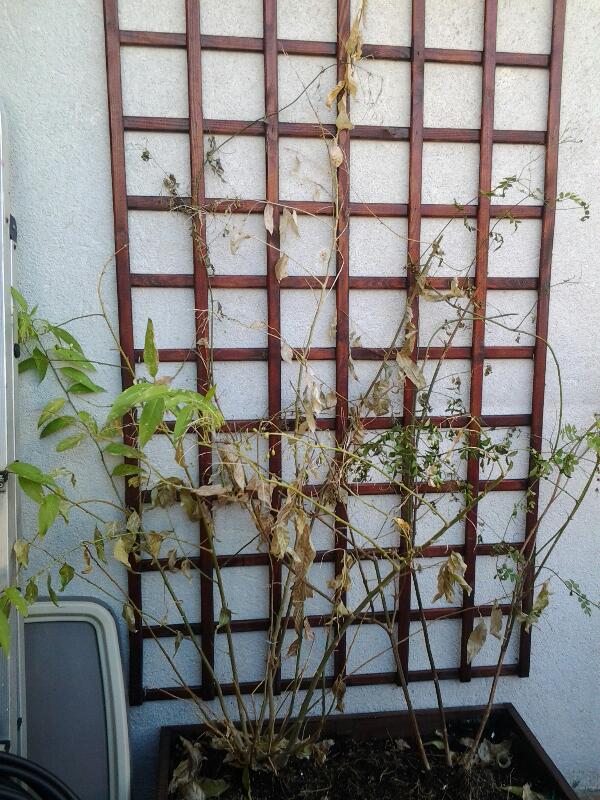 [Foto de planta, jardin, jardineria]