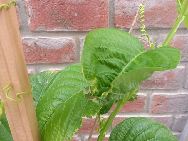 [Foto de planta, jardin, jardineria]