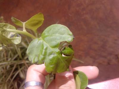 [Foto de planta, jardin, jardineria]