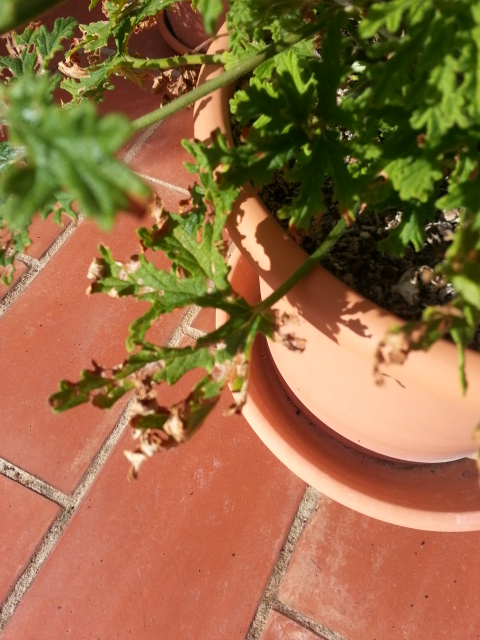[Foto de planta, jardin, jardineria]
