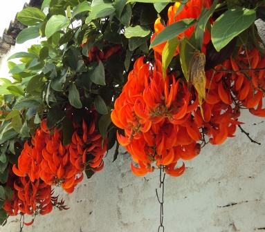 [Foto de planta, jardin, jardineria]