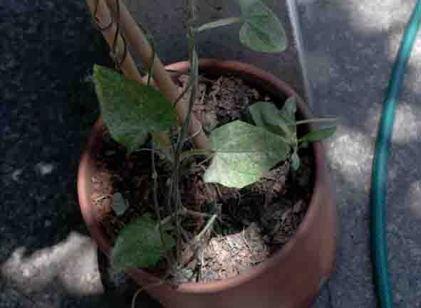 [Foto de planta, jardin, jardineria]