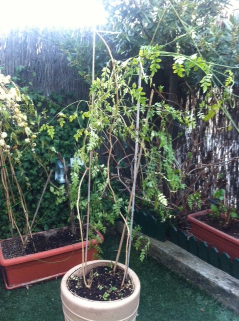 [Foto de planta, jardin, jardineria]