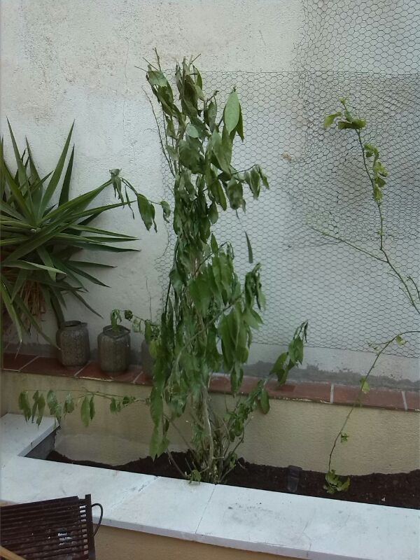 [Foto de planta, jardin, jardineria]