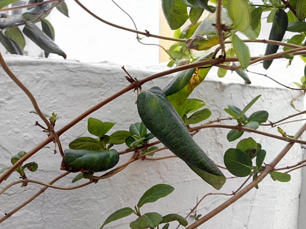 [Foto de planta, jardin, jardineria]