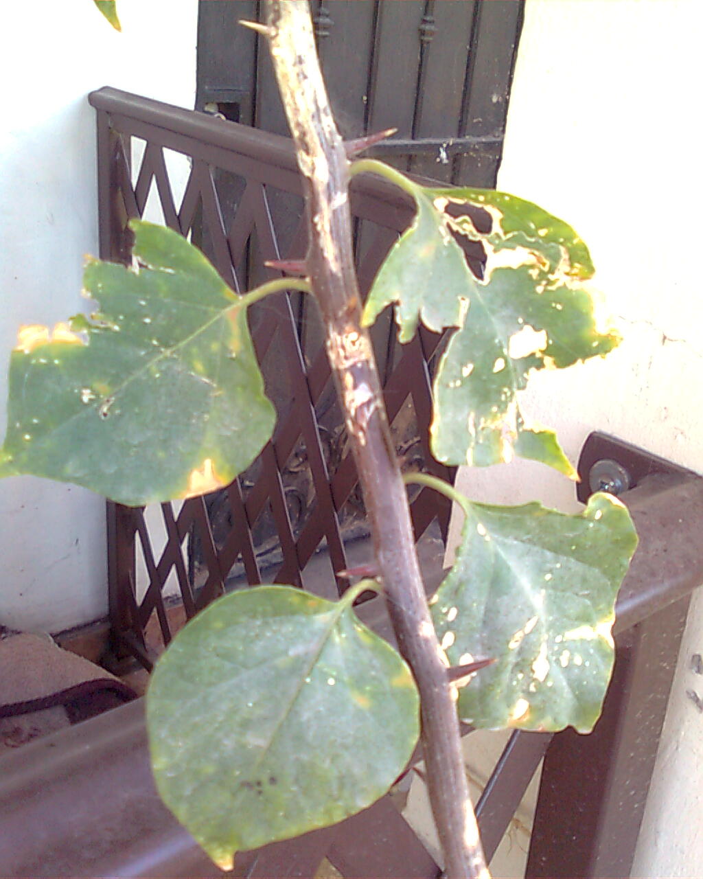 [Foto de planta, jardin, jardineria]