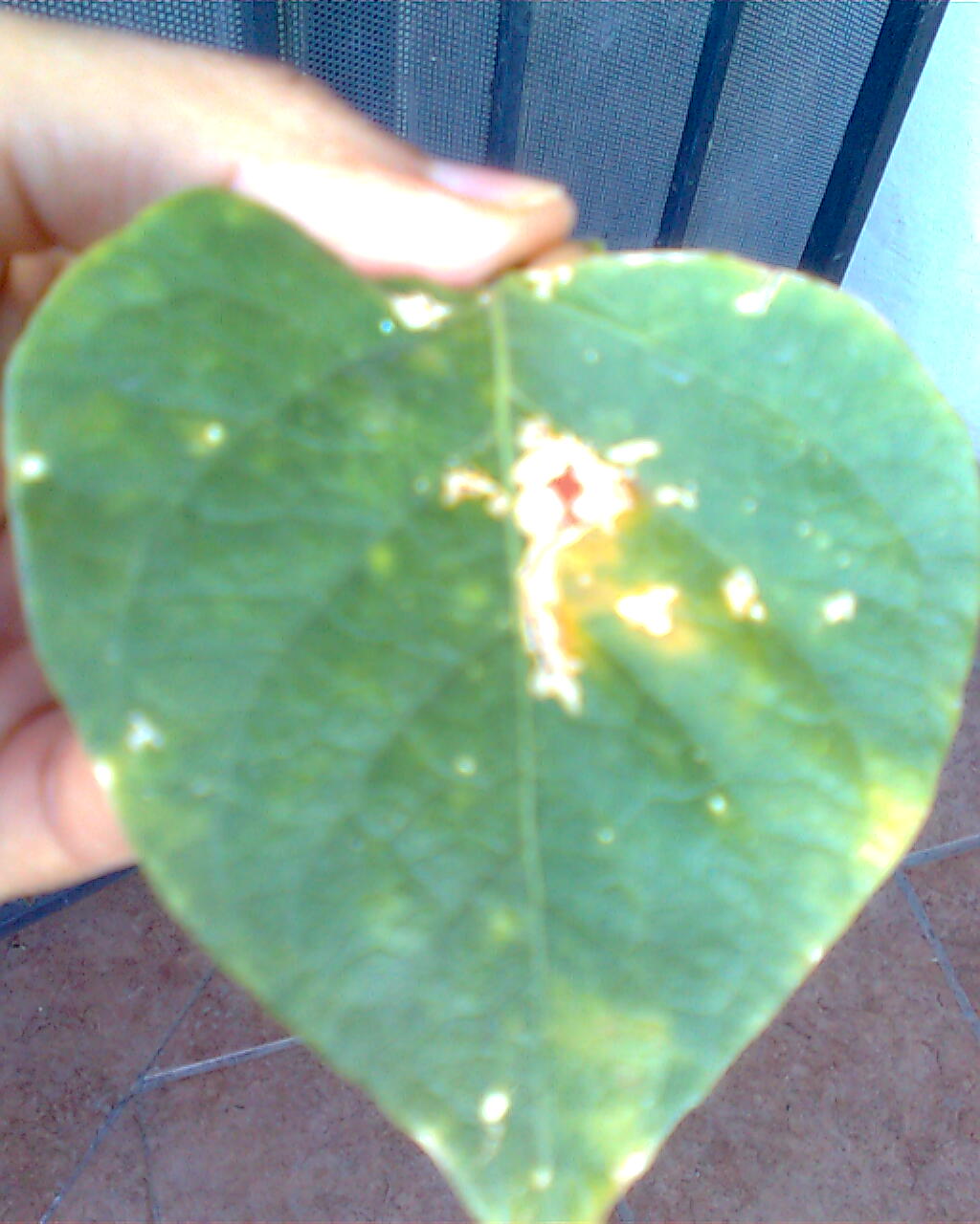 [Foto de planta, jardin, jardineria]