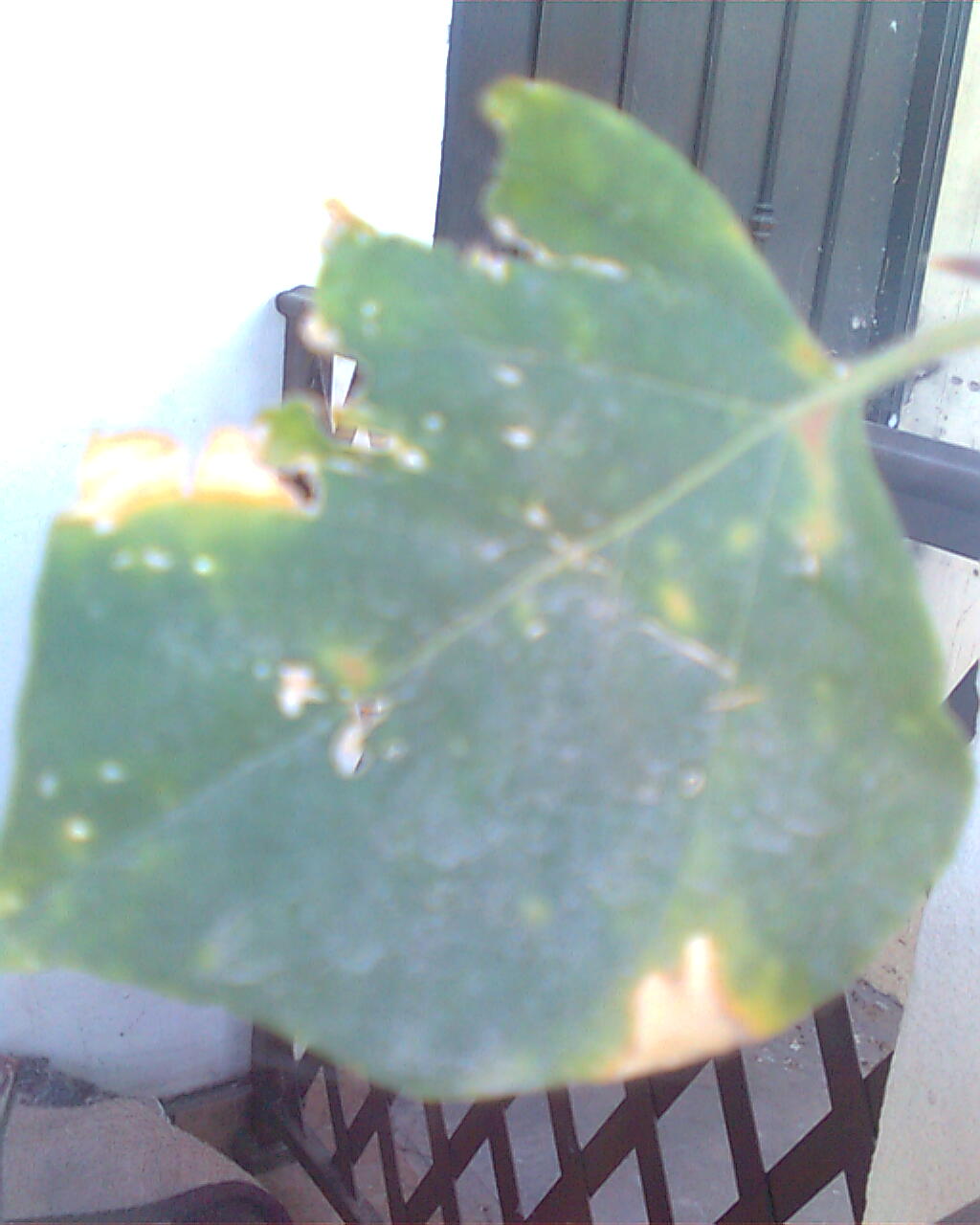 [Foto de planta, jardin, jardineria]