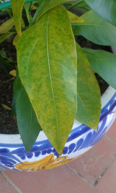 Dama de noche o galán de noche (Cestrum nocturnum)