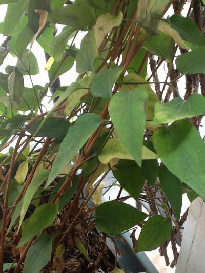[Foto de planta, jardin, jardineria]