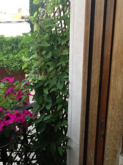 [Foto de planta, jardin, jardineria]