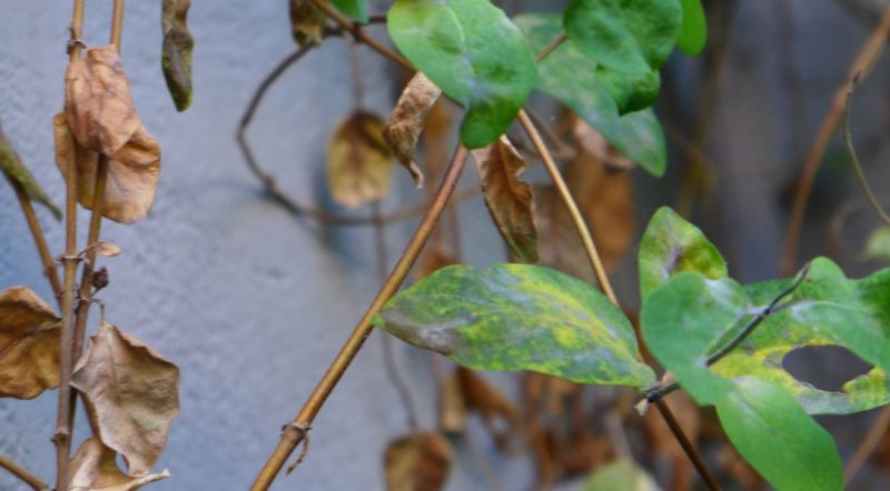 [Foto de planta, jardin, jardineria]