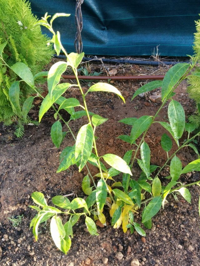 GALÁN DE NOCHE: Cestrum nocturnum