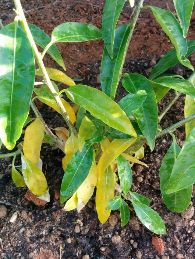 Dama de noche o galán de noche (Cestrum nocturnum)