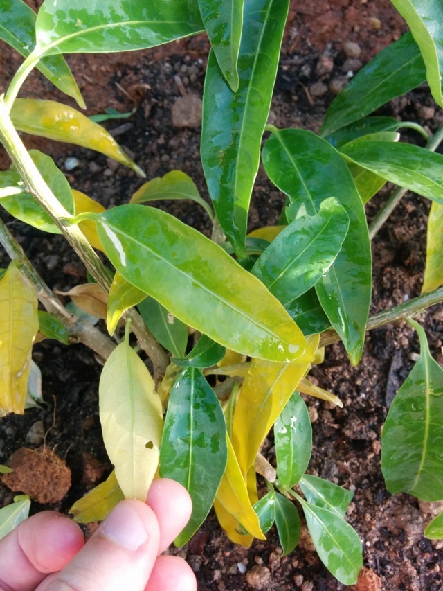 Dama de noche o galán de noche (Cestrum nocturnum)