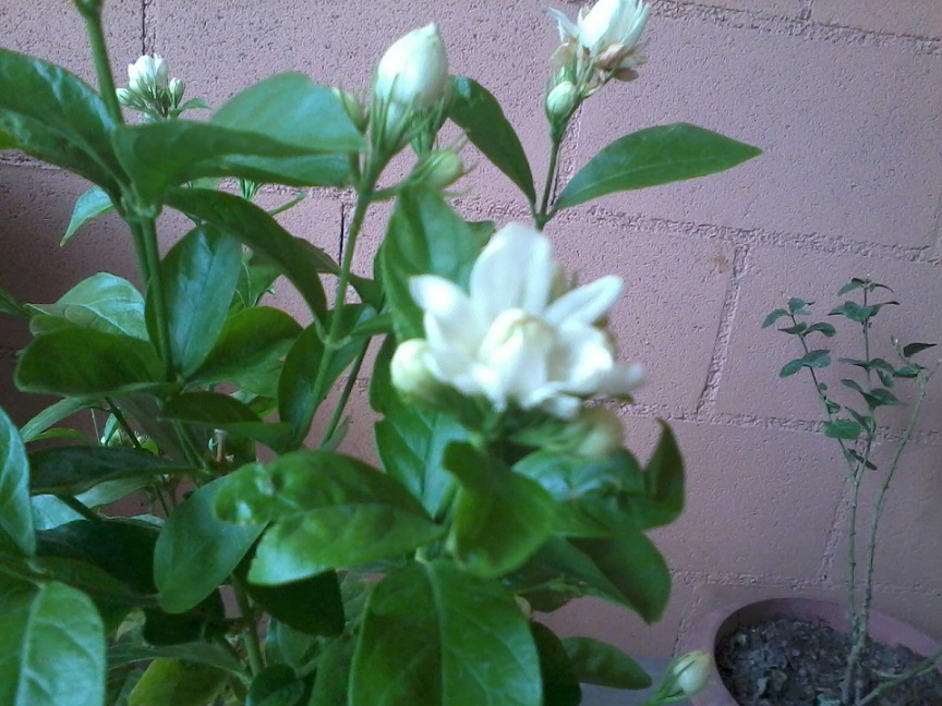 [Foto de planta, jardin, jardineria]