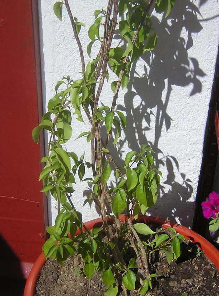 [Foto de planta, jardin, jardineria]