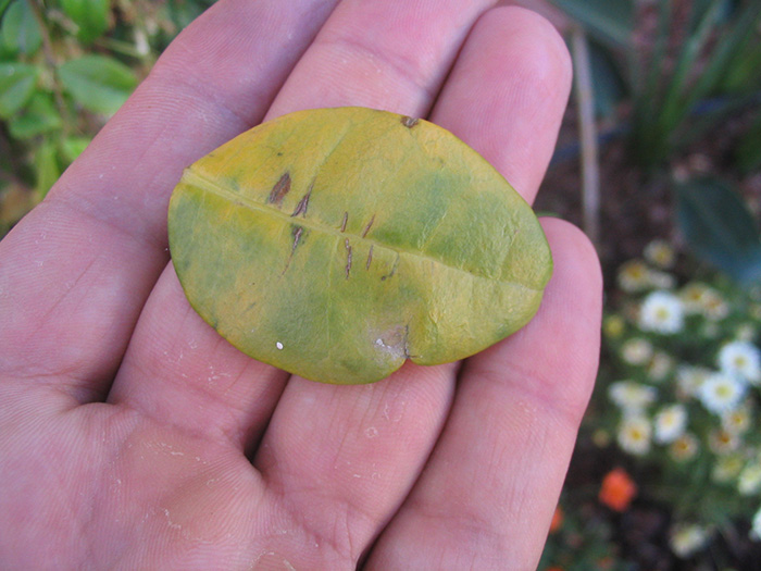 [Foto de planta, jardin, jardineria]