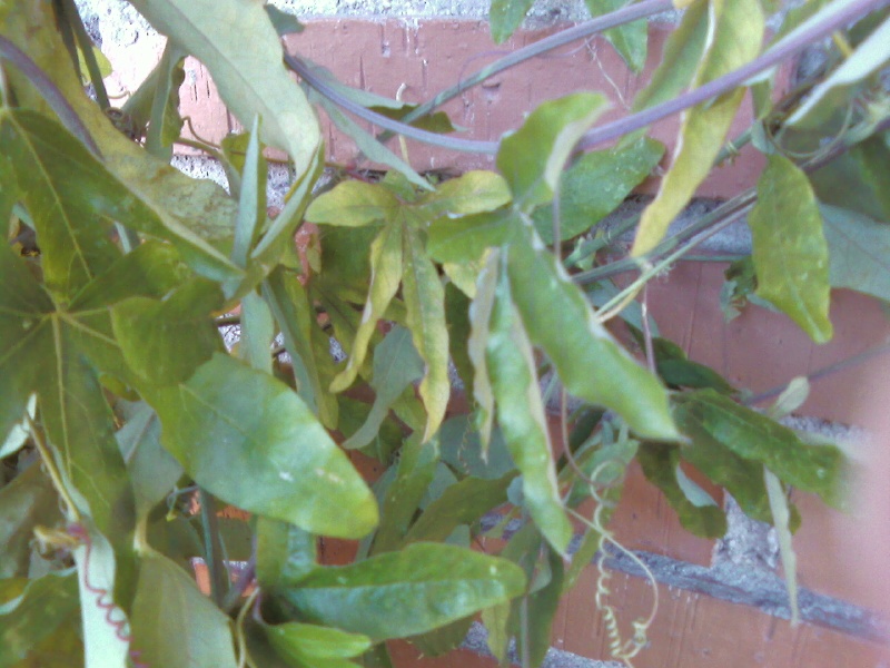 [Foto de planta, jardin, jardineria]