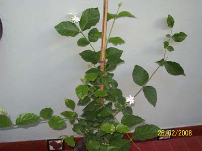 [Foto de planta, jardin, jardineria]