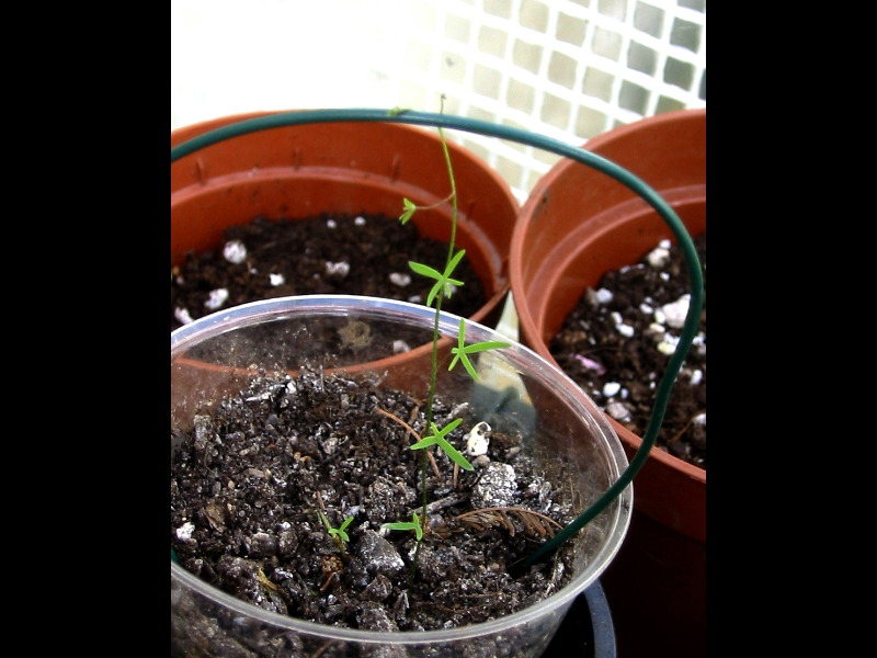 [Foto de planta, jardin, jardineria]