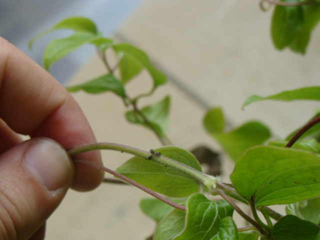 [Foto de planta, jardin, jardineria]