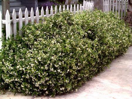 Jazmín de leche, jazmín chino o trachelospermo (Trachelospermum jasminoides)