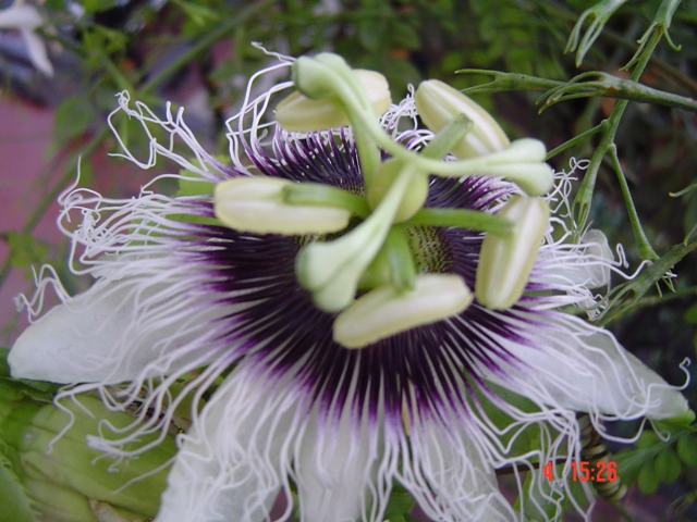 [Foto de planta, jardin, jardineria]