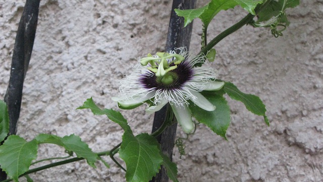 [Foto de planta, jardin, jardineria]