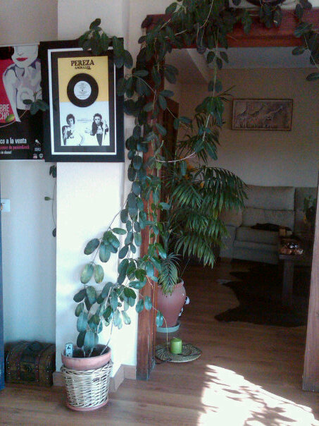 [Foto de planta, jardin, jardineria]