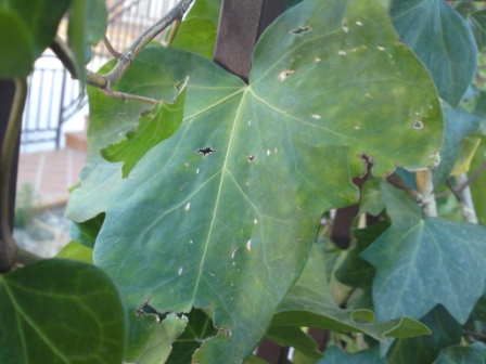 [Foto de planta, jardin, jardineria]