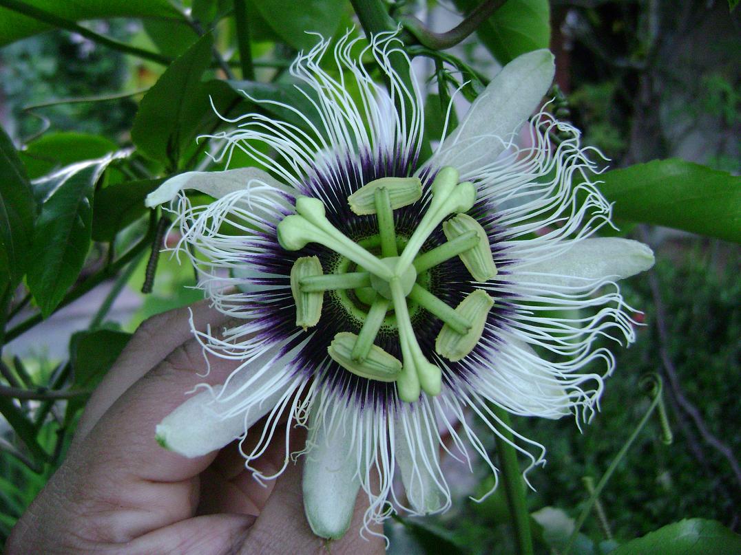 [Foto de planta, jardin, jardineria]