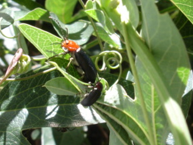 [Foto de planta, jardin, jardineria]