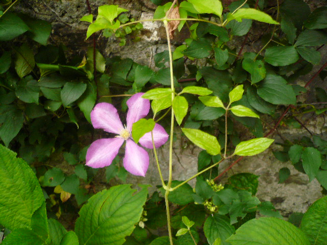[Foto de planta, jardin, jardineria]