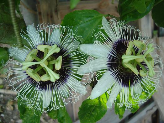 [Foto de planta, jardin, jardineria]