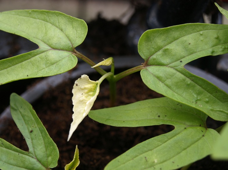[Foto de planta, jardin, jardineria]