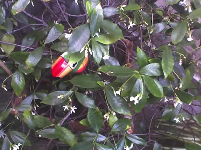 [Foto de planta, jardin, jardineria]