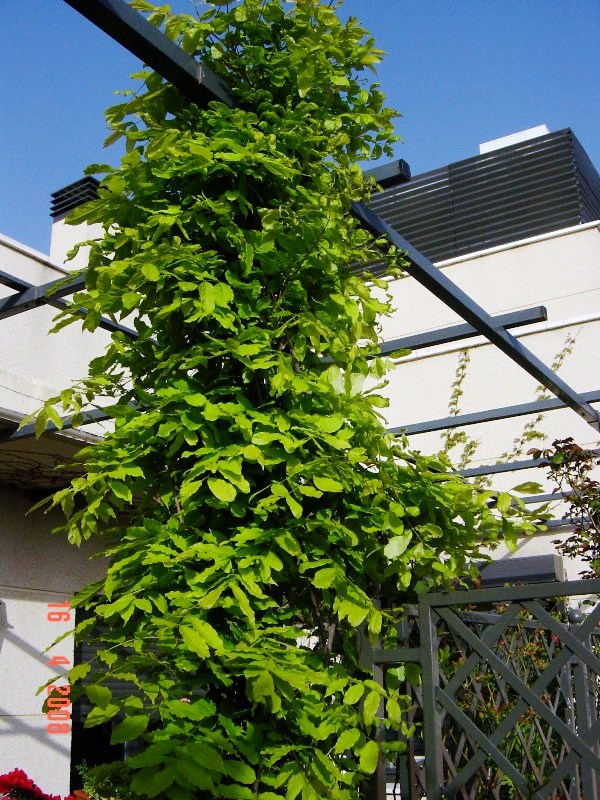 [Foto de planta, jardin, jardineria]