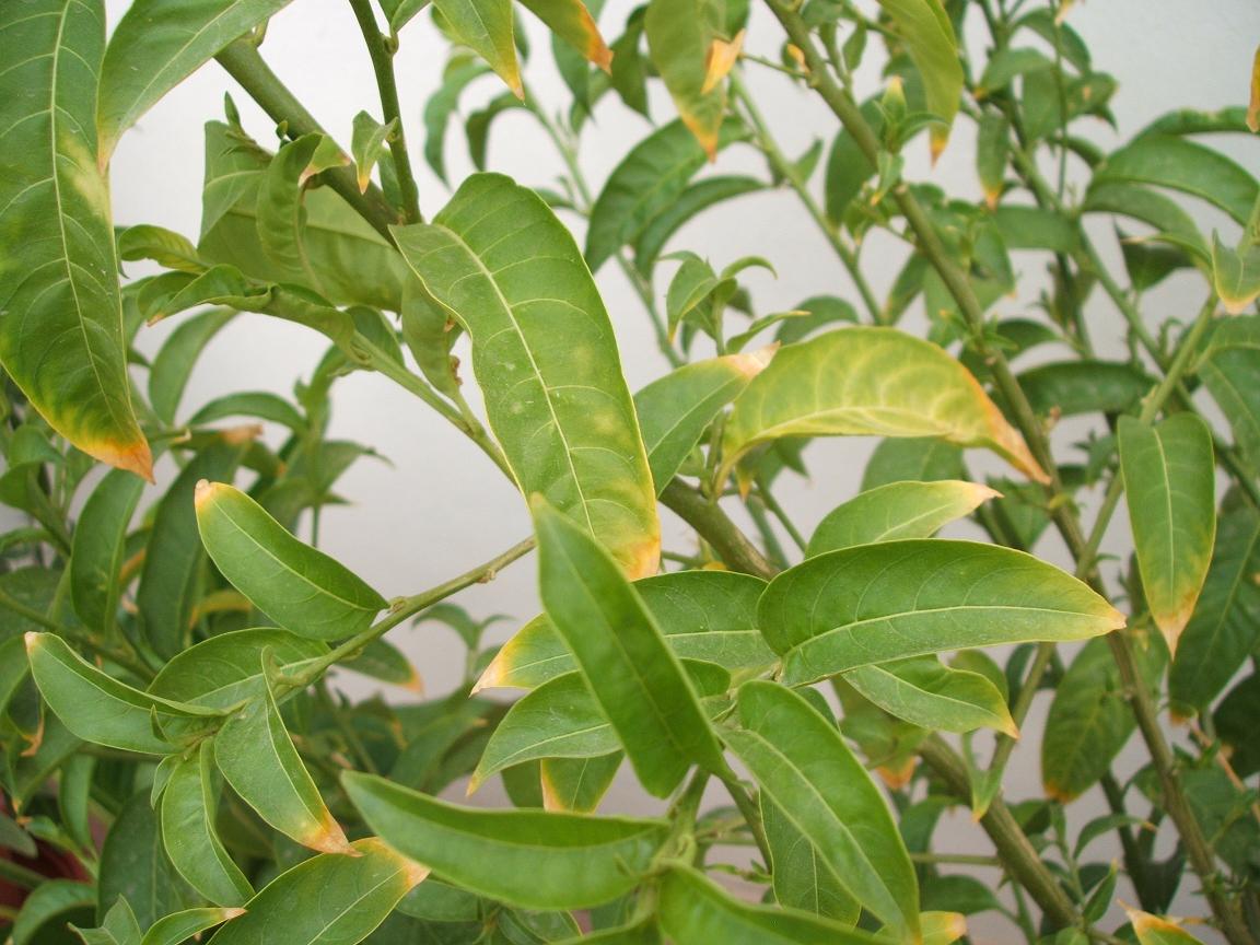 Dama de noche o galán de noche (Cestrum nocturnum)