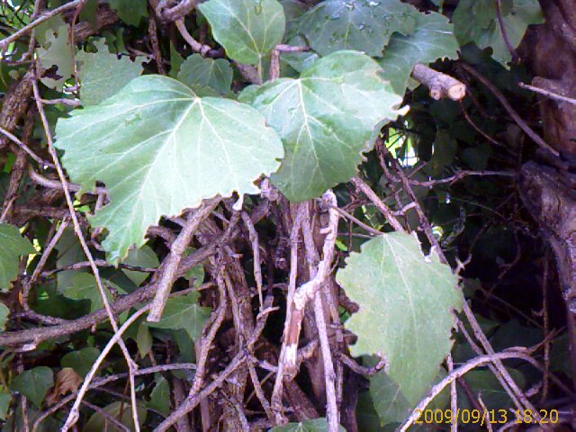 [Foto de planta, jardin, jardineria]