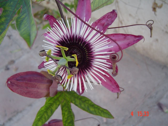 [Foto de planta, jardin, jardineria]