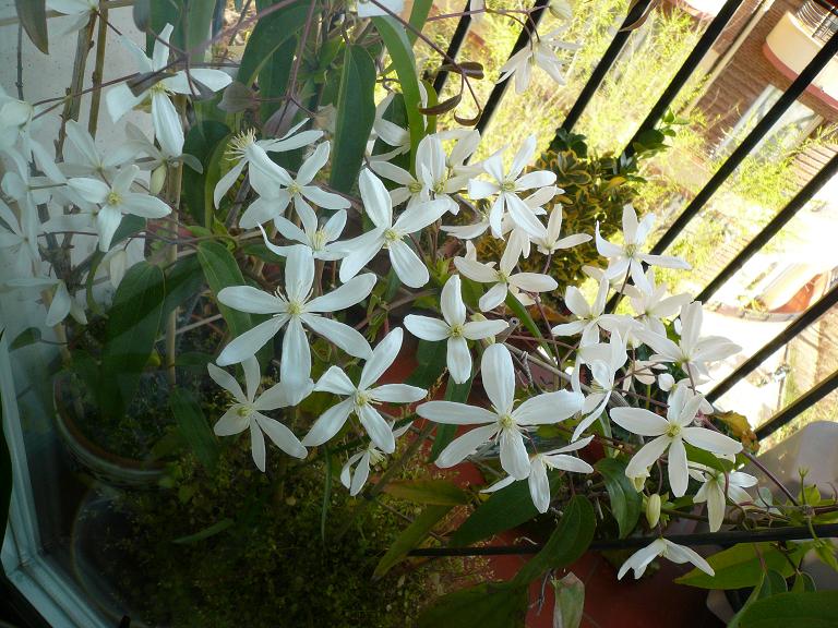 [Foto de planta, jardin, jardineria]